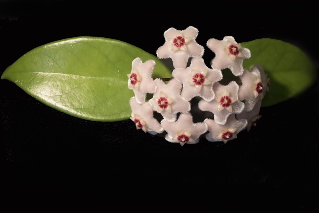 How-to-Grow-and-Care-For-Hoya -Carnosa