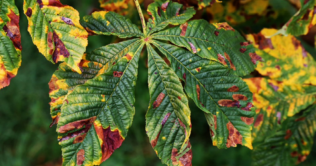 Plant Leaves Turning Yellow With Brown Spots