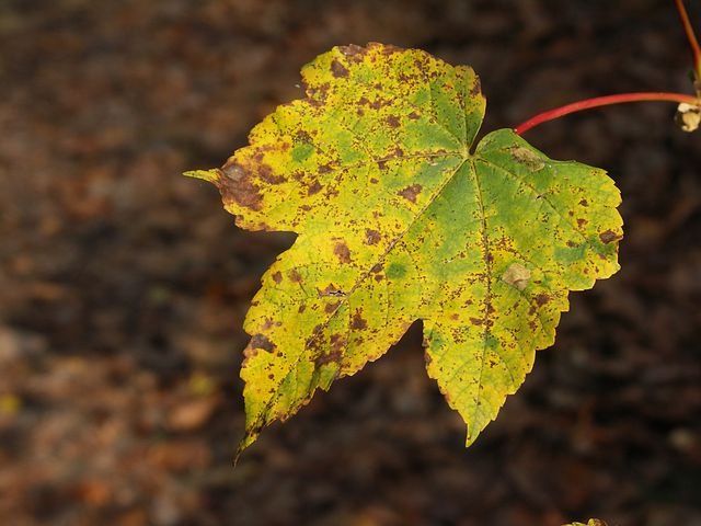 Leaf Spot Disease