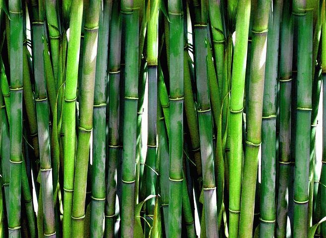 How To Treat Bamboo Plant Leaves Turning Yellow – Self Gardener