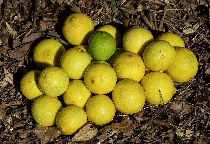 Tahitian Lime