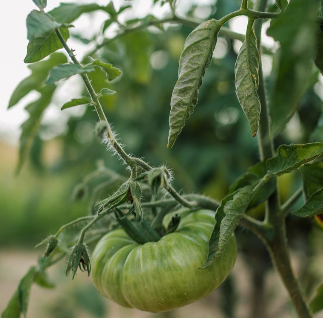  Curling Tomato Plant Leaves