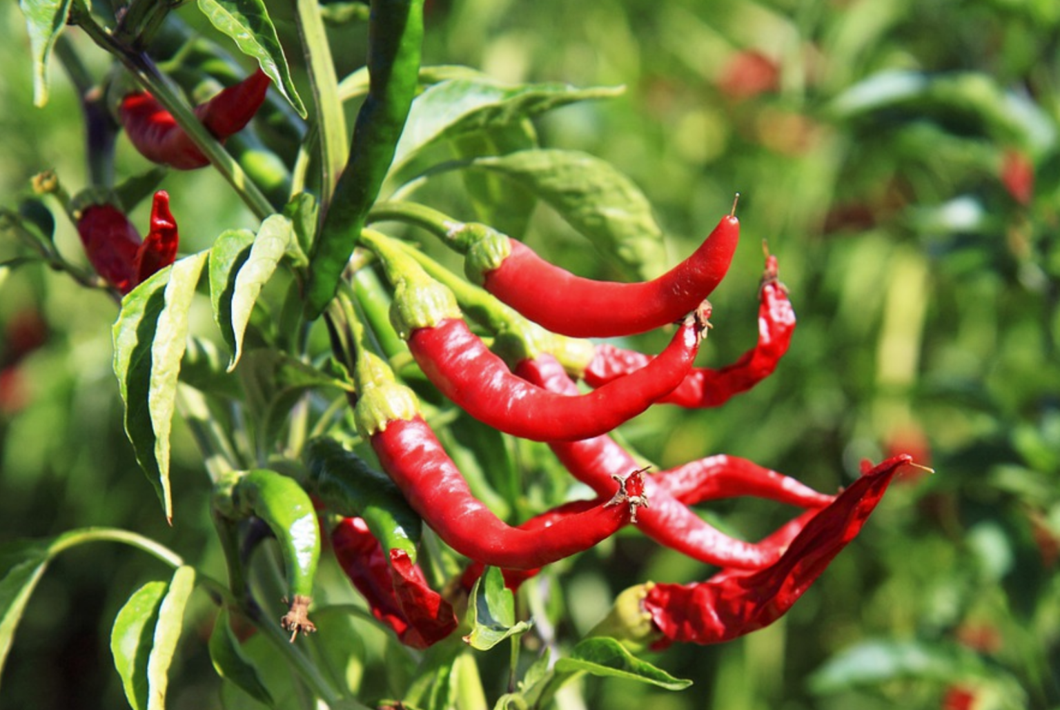 Curled Pepper Plant Leaves: Common Causes and Solutions for Leaf ...