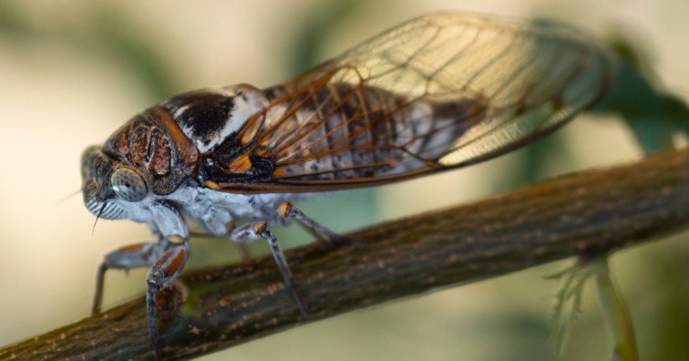 Protect Plants From Cicada