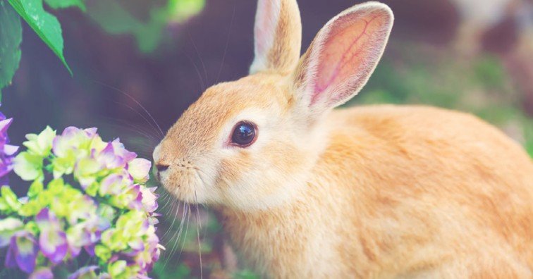rabbit plant repellent 