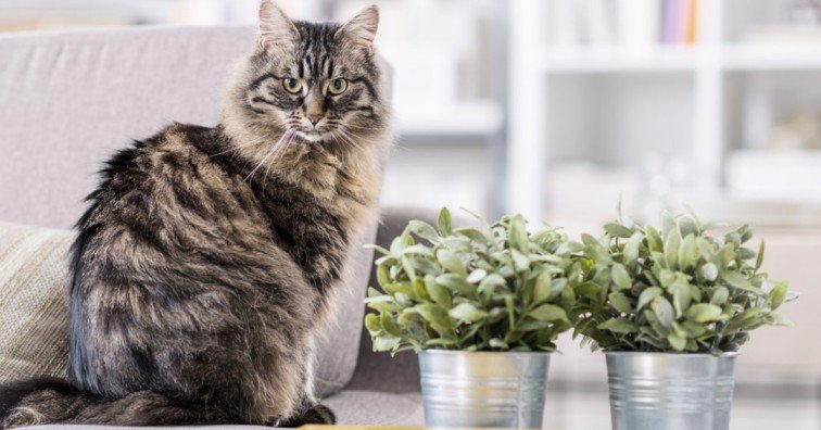 Protect Plants From Cats
