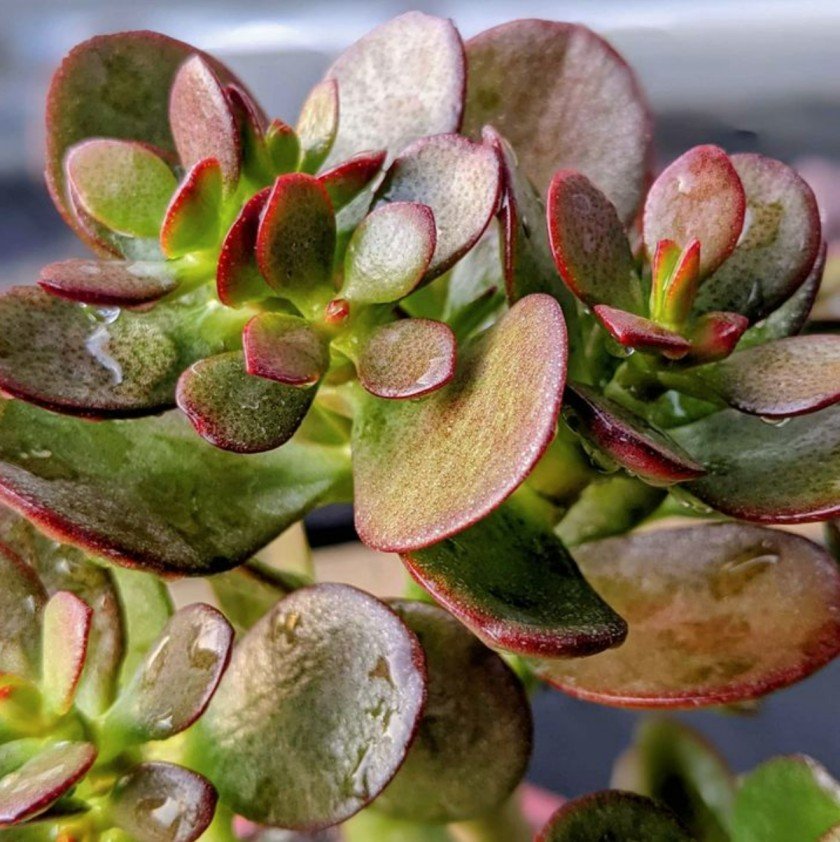 Jade plant growth and care