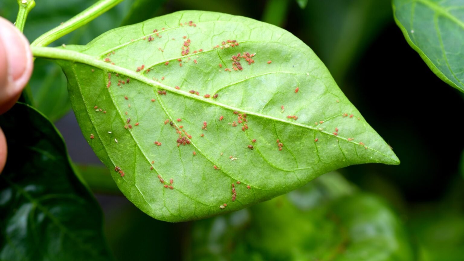 house-plant-bugs-identification-with-pictures-self-gardener