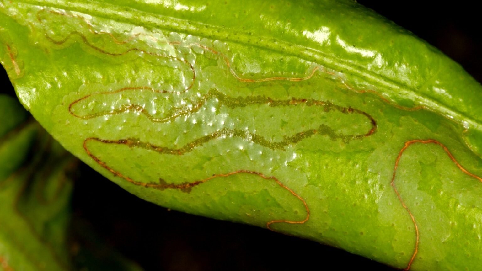 house-plant-bugs-identification-with-pictures-self-gardener