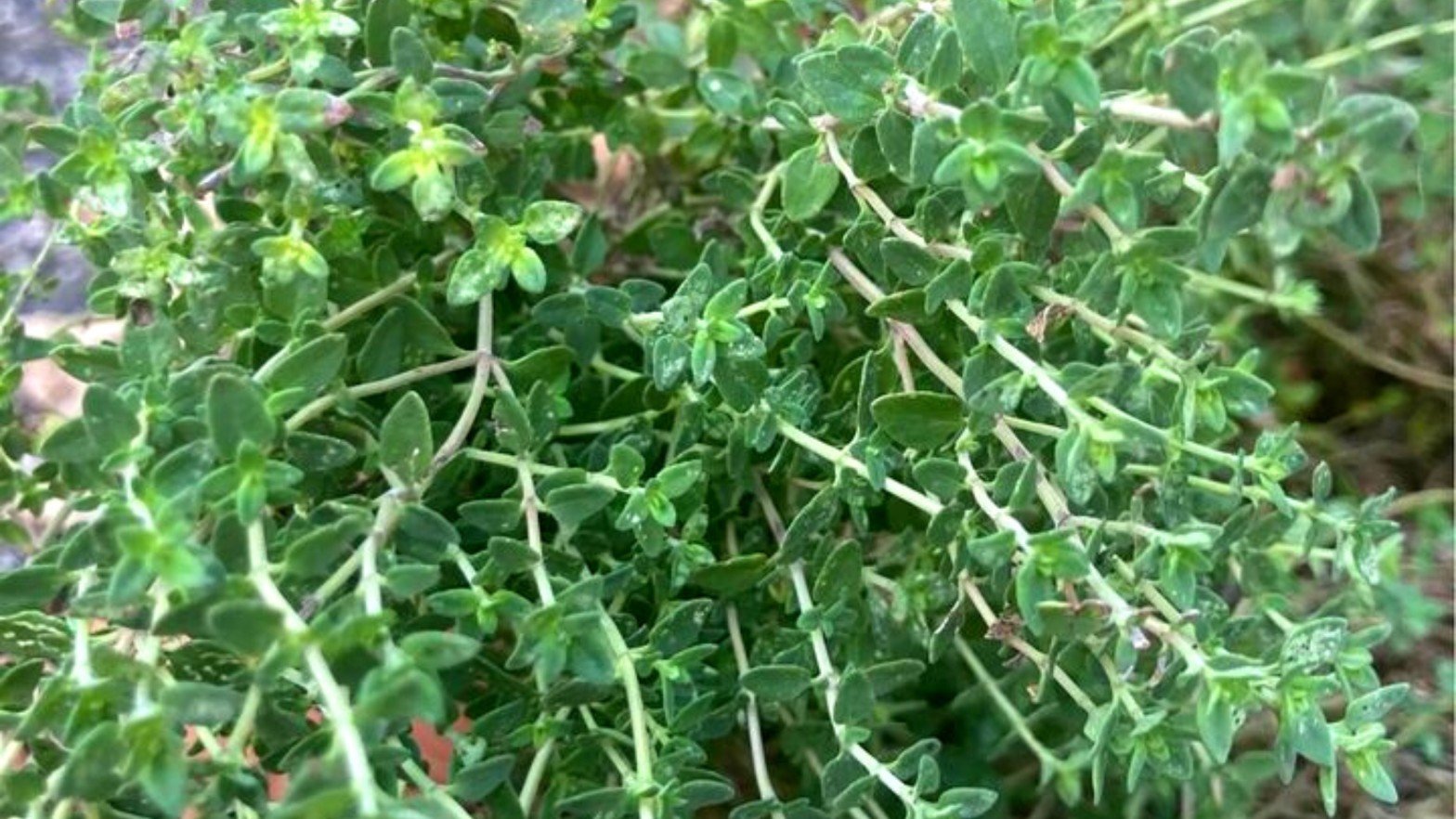 Revive Thyme Plant