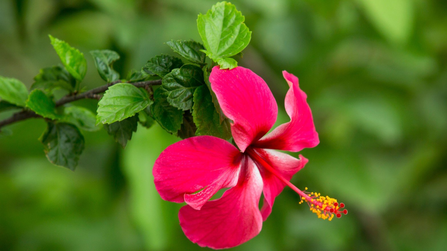 Growling Hibiscus Plants