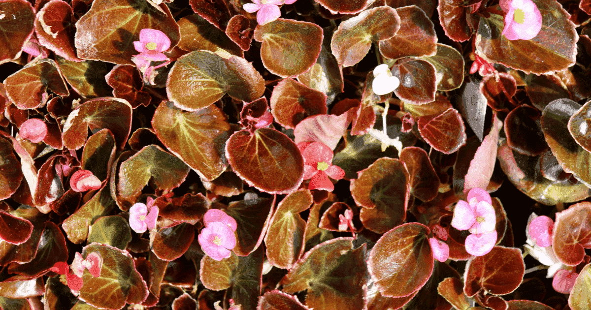 Wax begonias