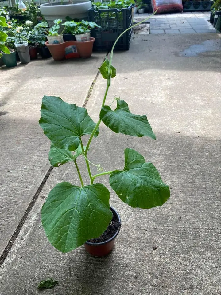 Long squash plant