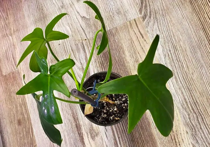 Philodendron Pedatum