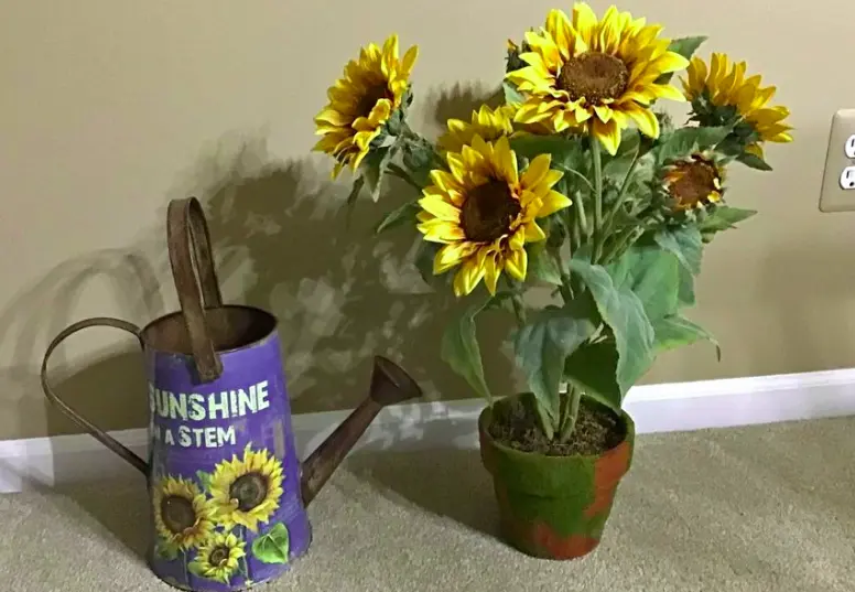 How To Grow Healthy Sunflowers In A Pot Self Gardener
