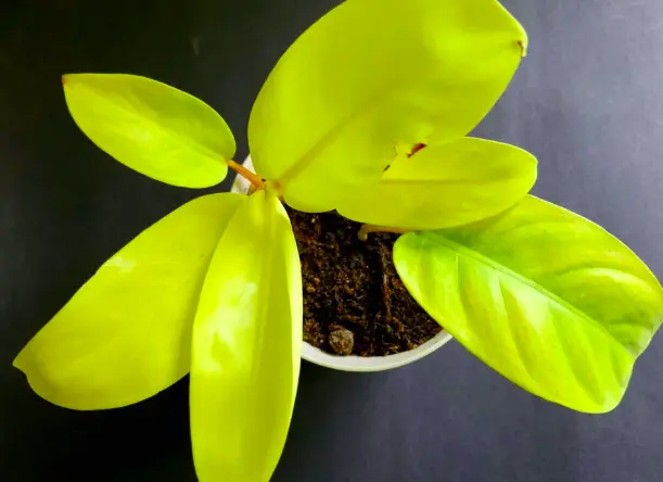 'Lemon Lime' Philodendron