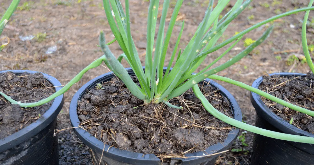 Shallots in a Pot