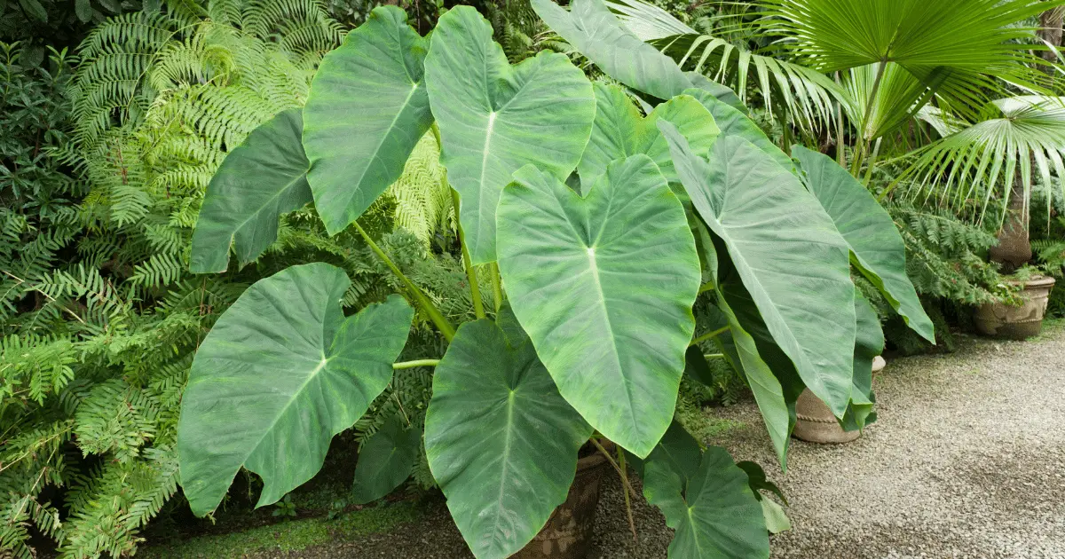 Philodendron