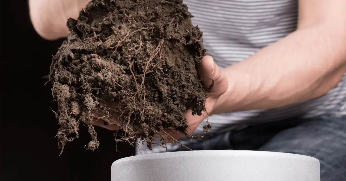 removing plant from soil