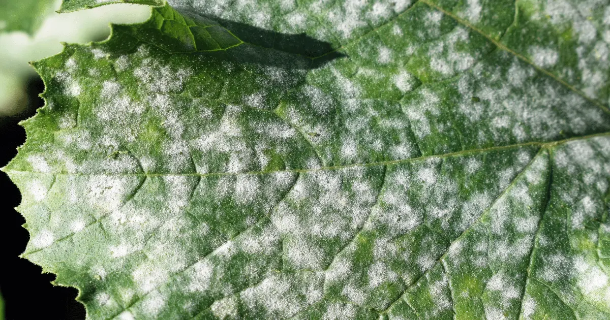 Powdery Mildew on a Leaf