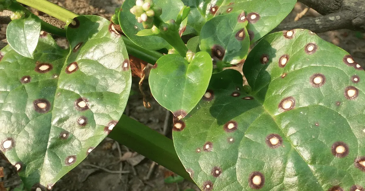 Ring Spot Disease on Malabar Spinach