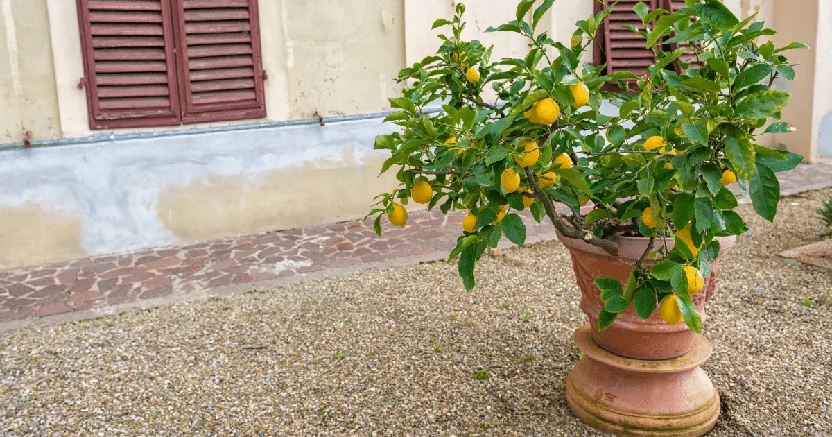 Lemon Tree in a pot
