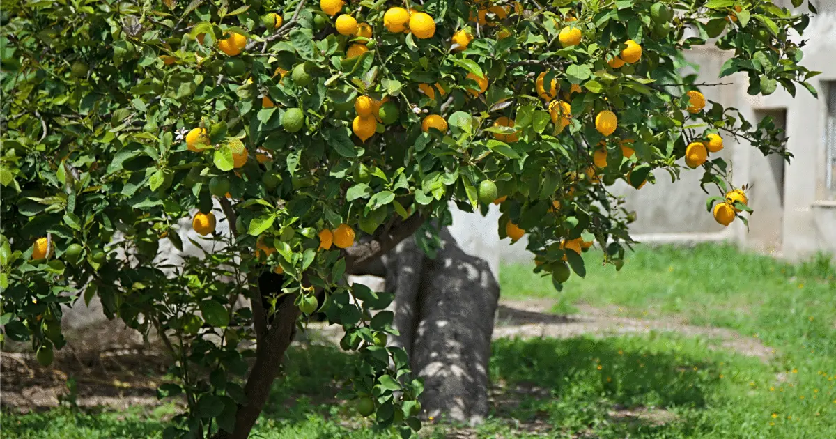 Lemon Trees on the Ground
