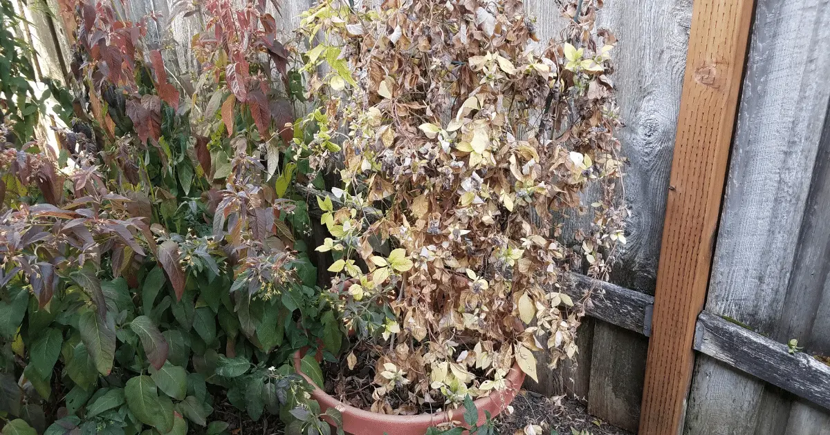 Dying Plant