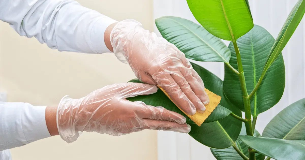 Cleaning Houseplants
