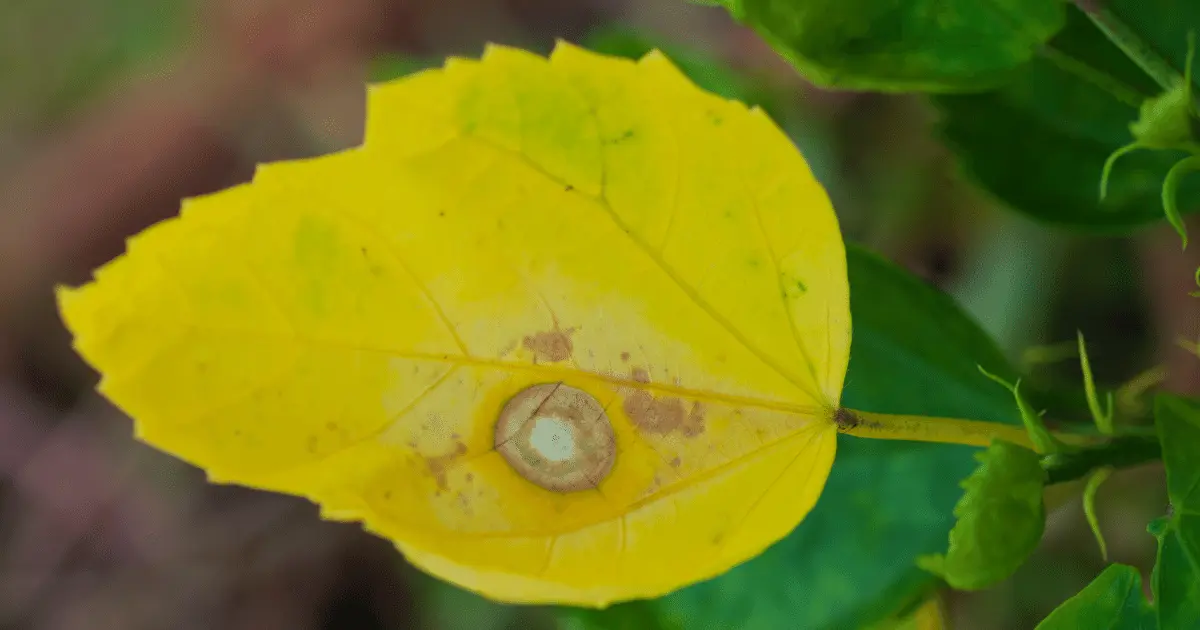 Yellow Hibiscus Leaf