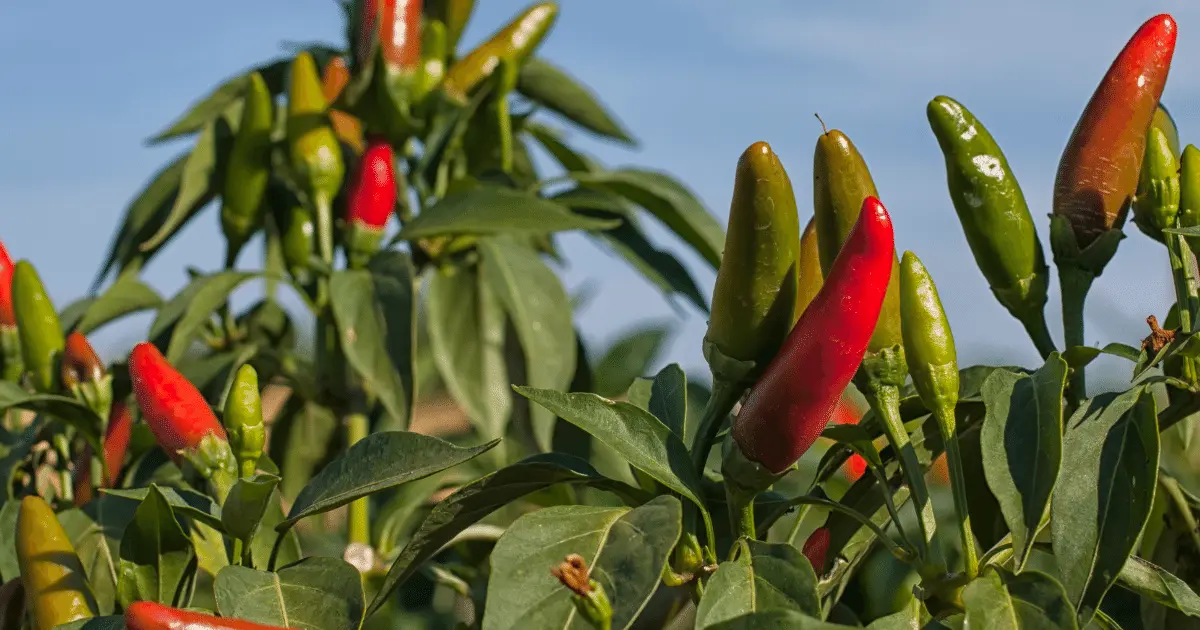 Chili Pepper Plant
