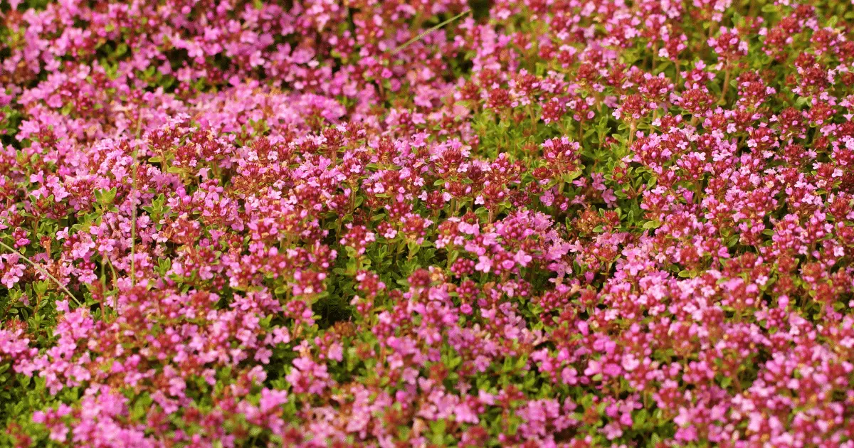 Field of Red Creeping Thyme