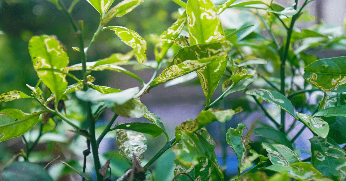 Lemon Tree Leaves Infected With Leaf Miner