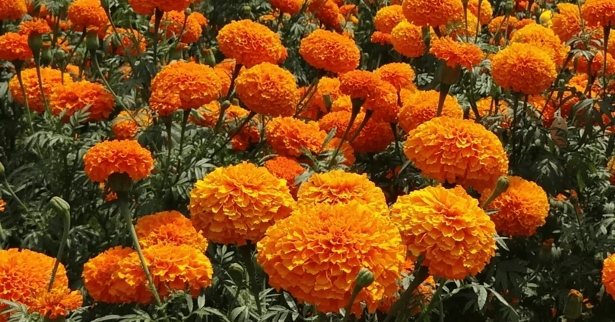 Marigolds
