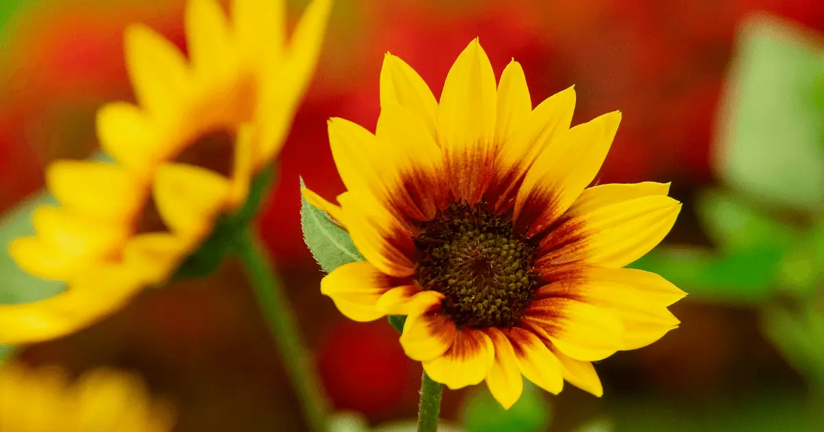 Firecracker Sunflower
