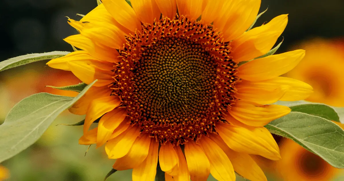 Solsation Flame Sunflower