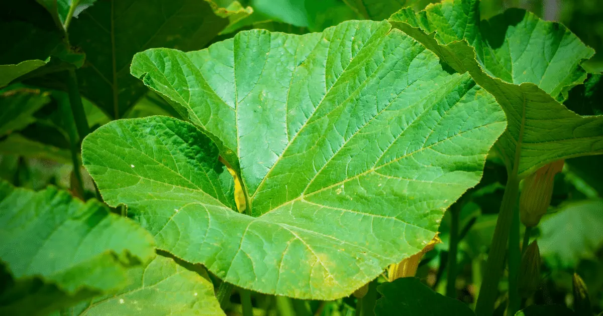 Zucchini Leaf