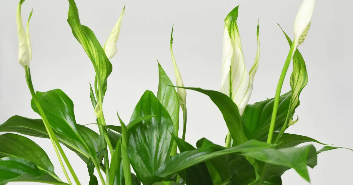 Peace Lily Leaves Turning Yellow