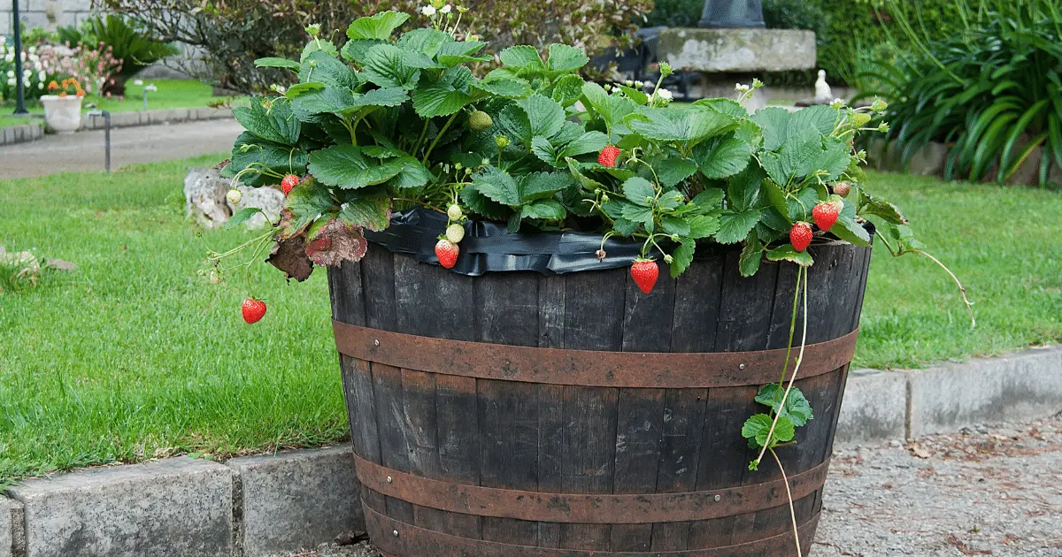 Strawberry Plants in a Pot
