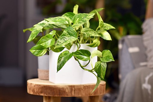 how to fix curled pothos leaves