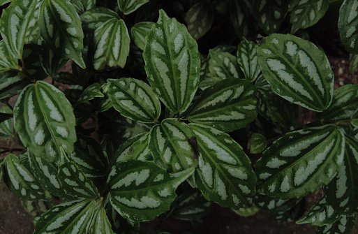 Calathea Leaves Curling And Solutions