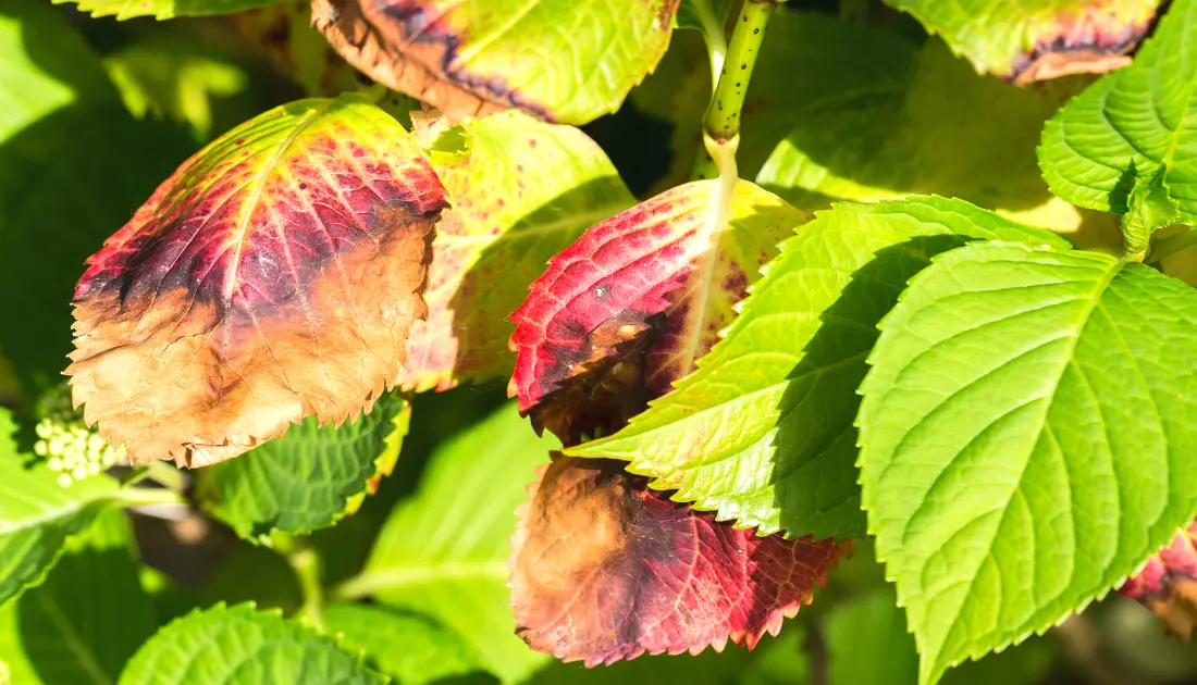 Hydrangea Leaves Turning Brown