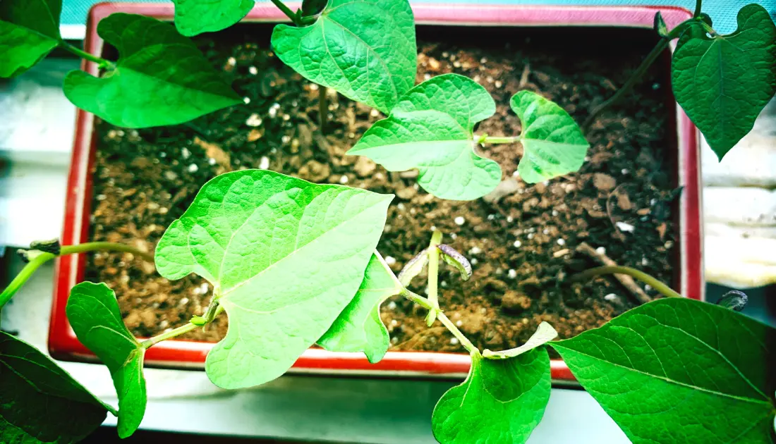 Grow Green Beans In A Pot