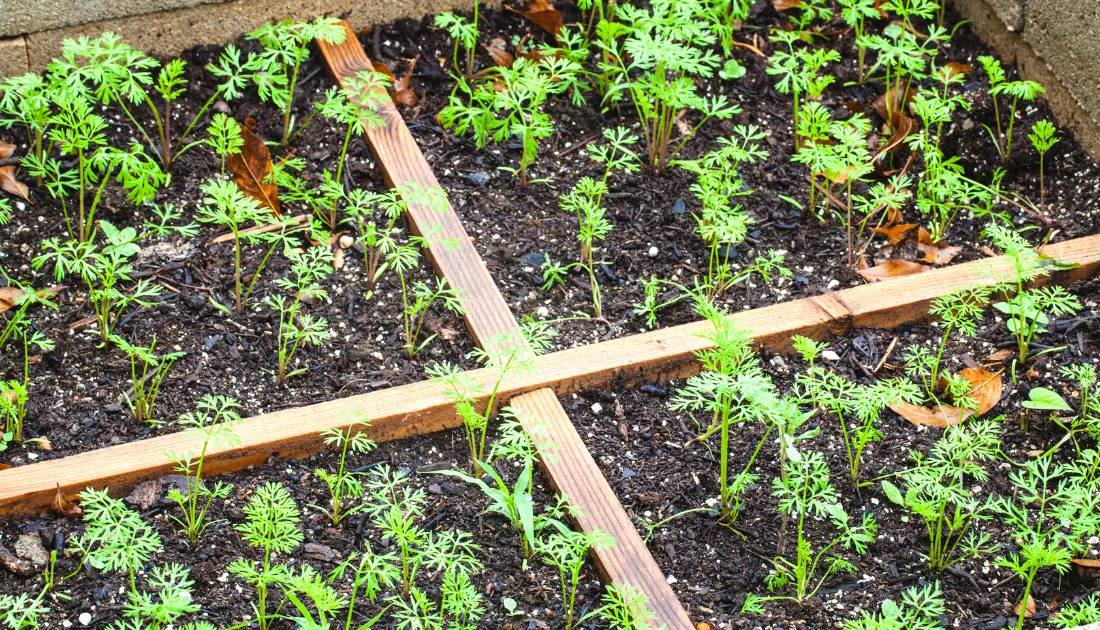 carrot seedlings in raised bed