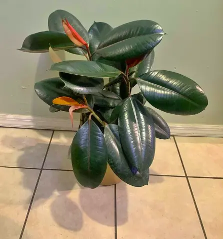 Rubber Plant in a Pot