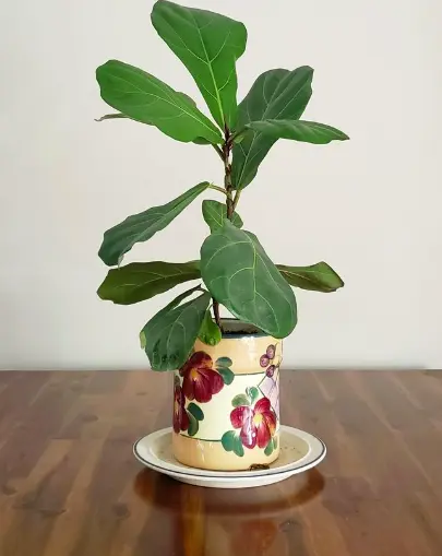 Rooted Fiddle Leaf Fig Cuttings