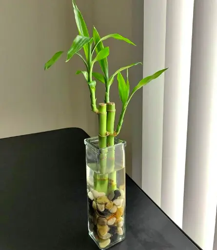 Lucky Bamboo in Water
