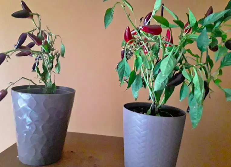 Growing Jalapenos in a pot