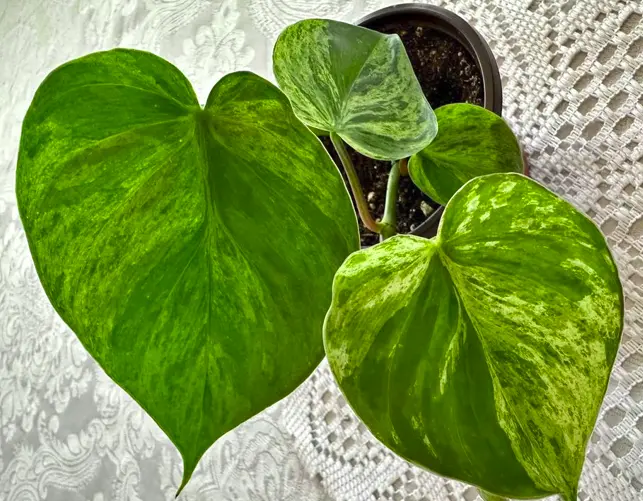 Rooted Variegated Heart Leaf Philodendron Stem Cutting