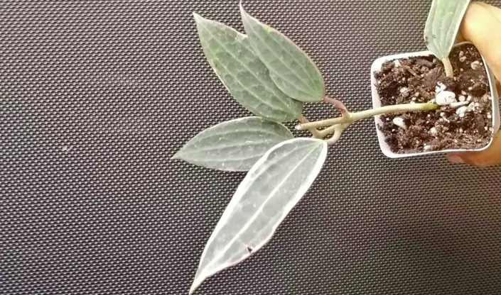 Variegated Hoya Macrophylla